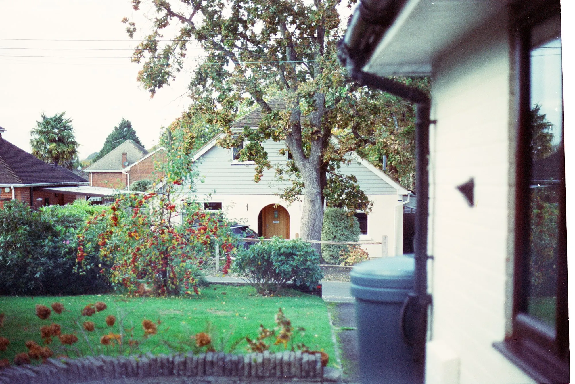 A suburban house with a garden and a large tree