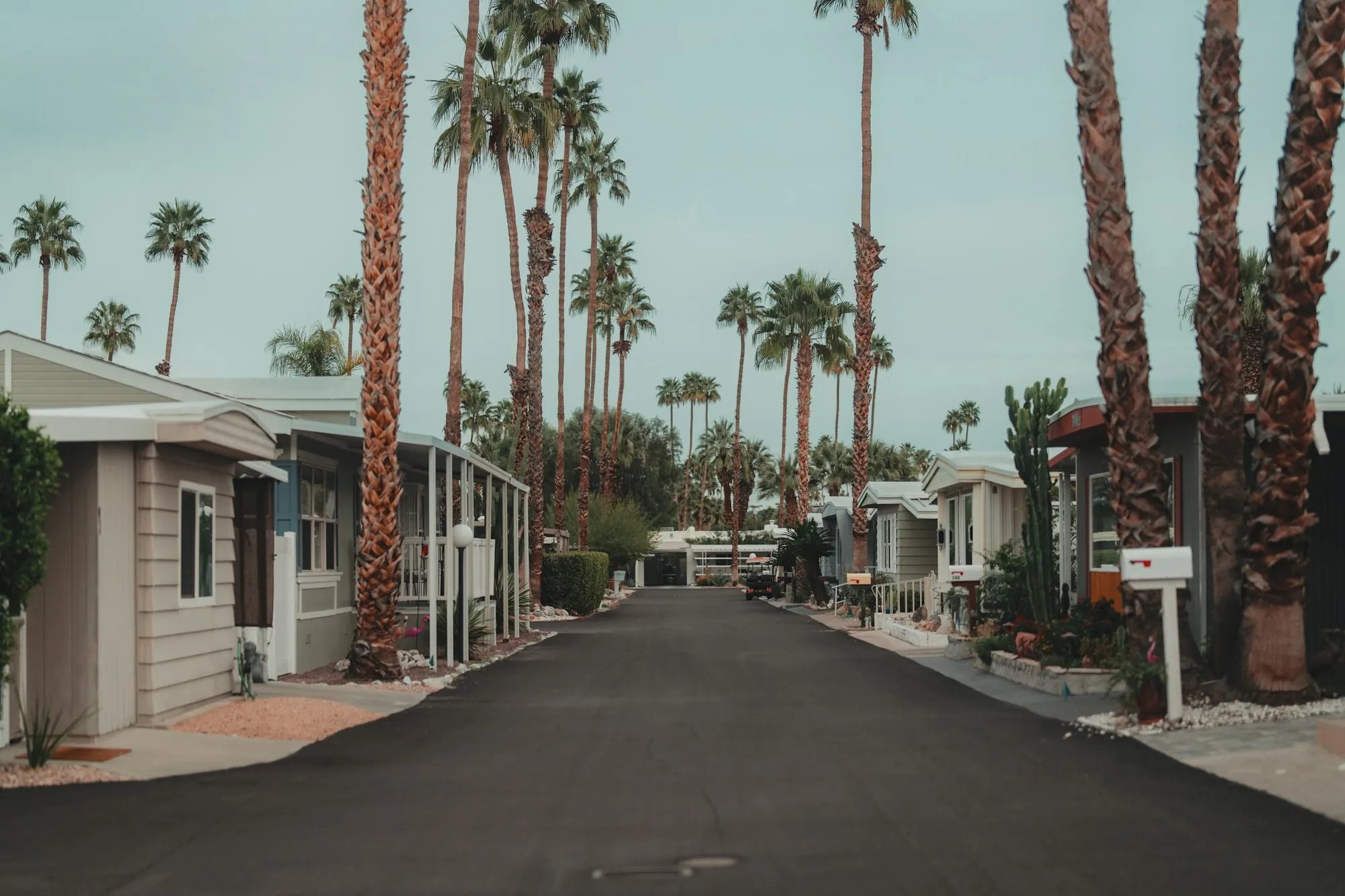 A street lined with palm trees and single-storey homes